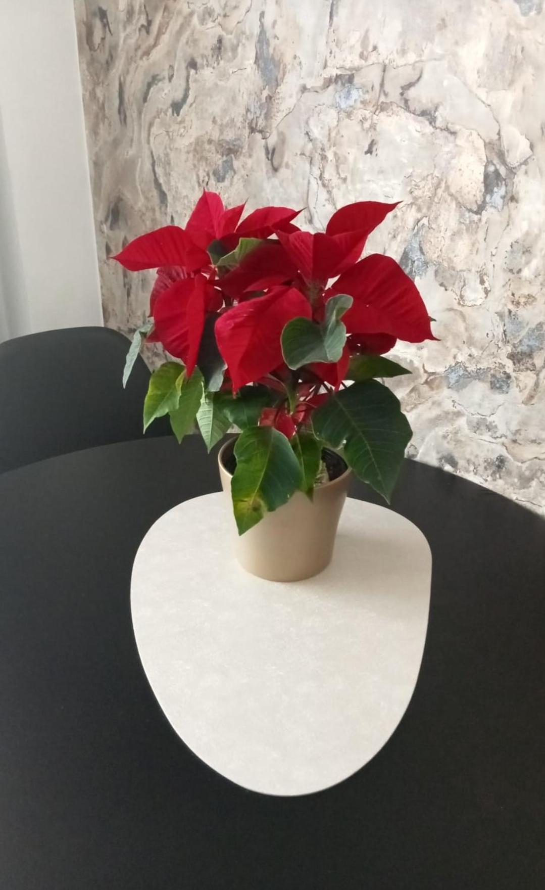 A Estrenar Preciosos Apartamentos Aparthotel Inter2, New Apartments Ln Aparthotel 12 Months Open! Self Check In! Reserva Garaje! سالو المظهر الخارجي الصورة